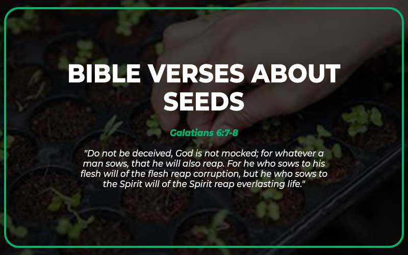 Bible Verses About Seeds