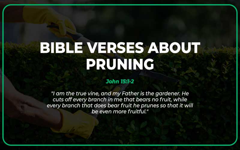 21 Bible Verses About Pruning (With Commentary) - Scripture Savvy